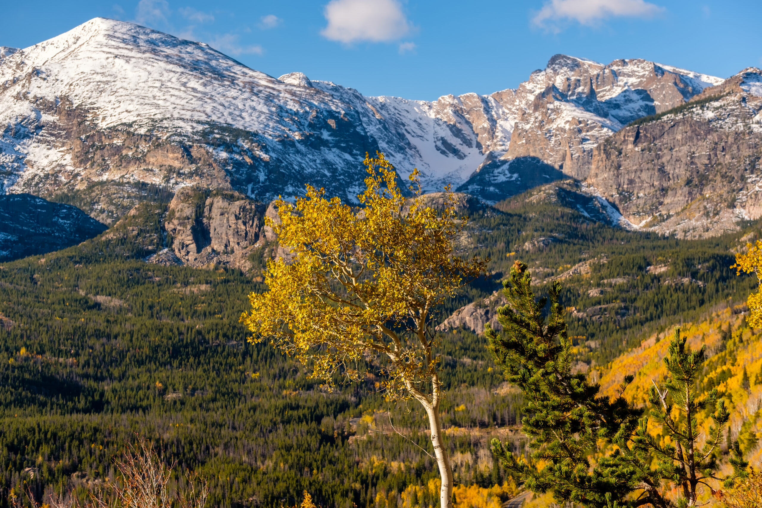 Aspen grove at autumn. Rocky Mountain National Park. Colorado, USA.
