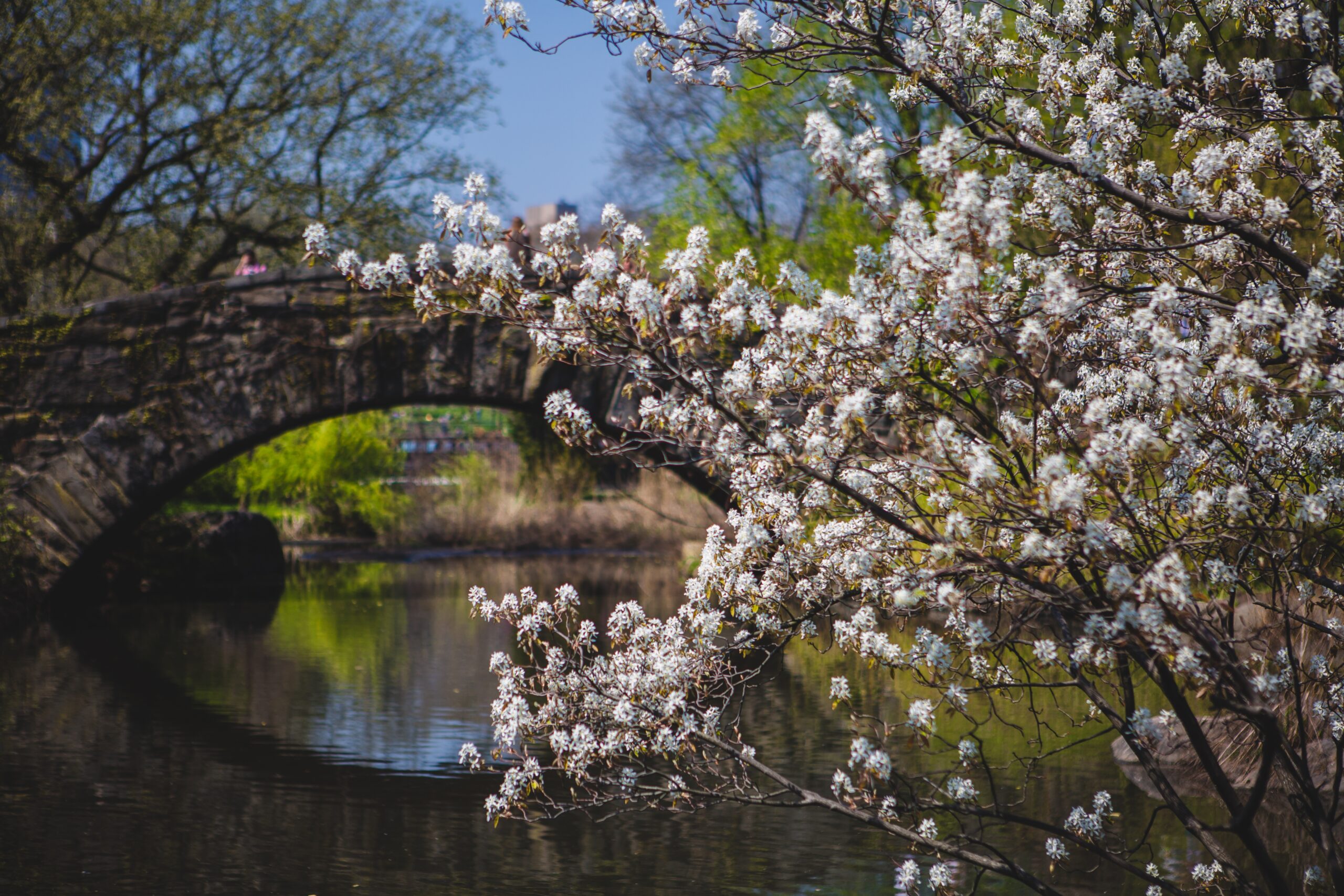 flowers-in-central-park-2026-01-06-11-00-22-utc