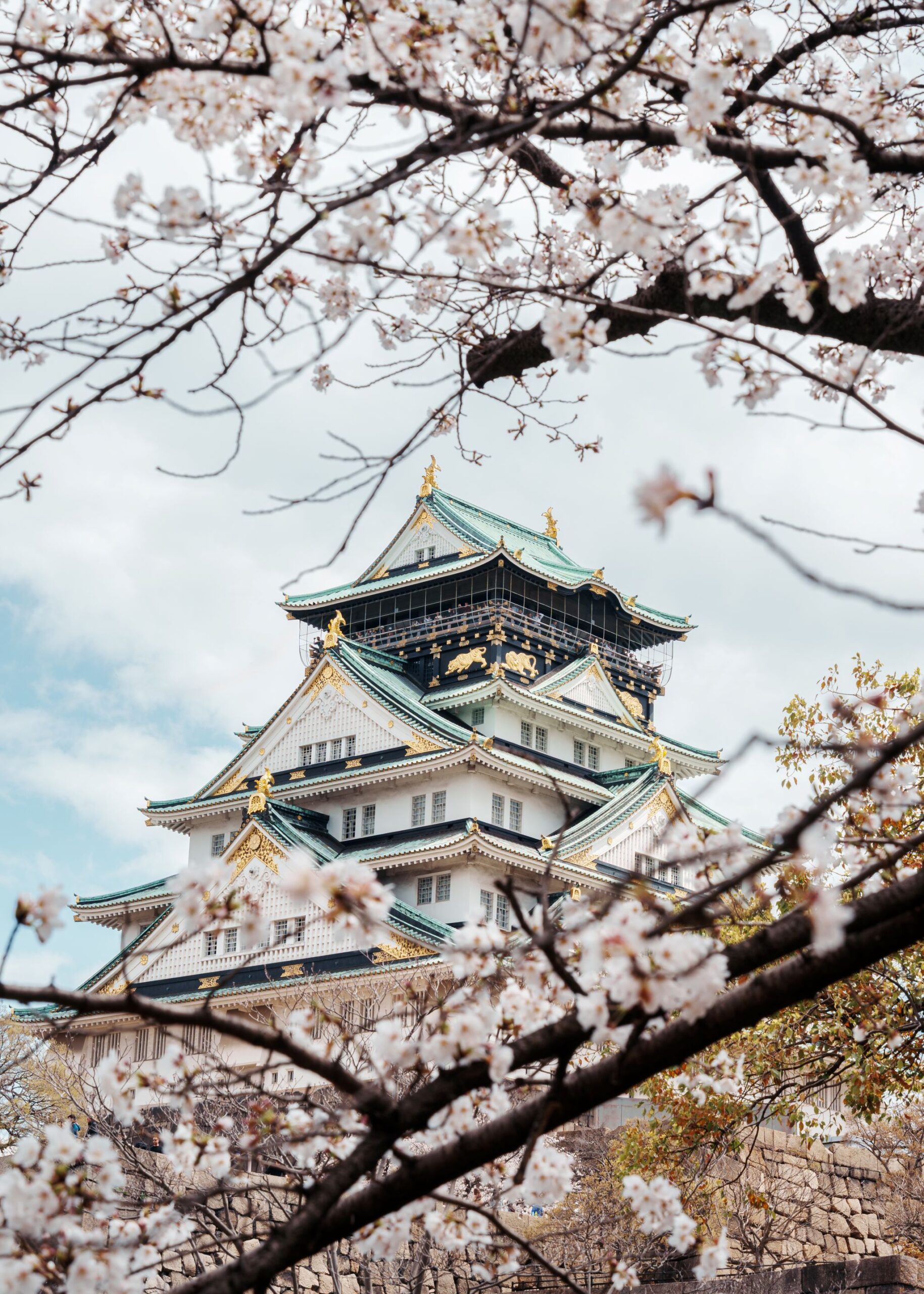 osaka castle framed by cherry blossoms blooming in late march early april