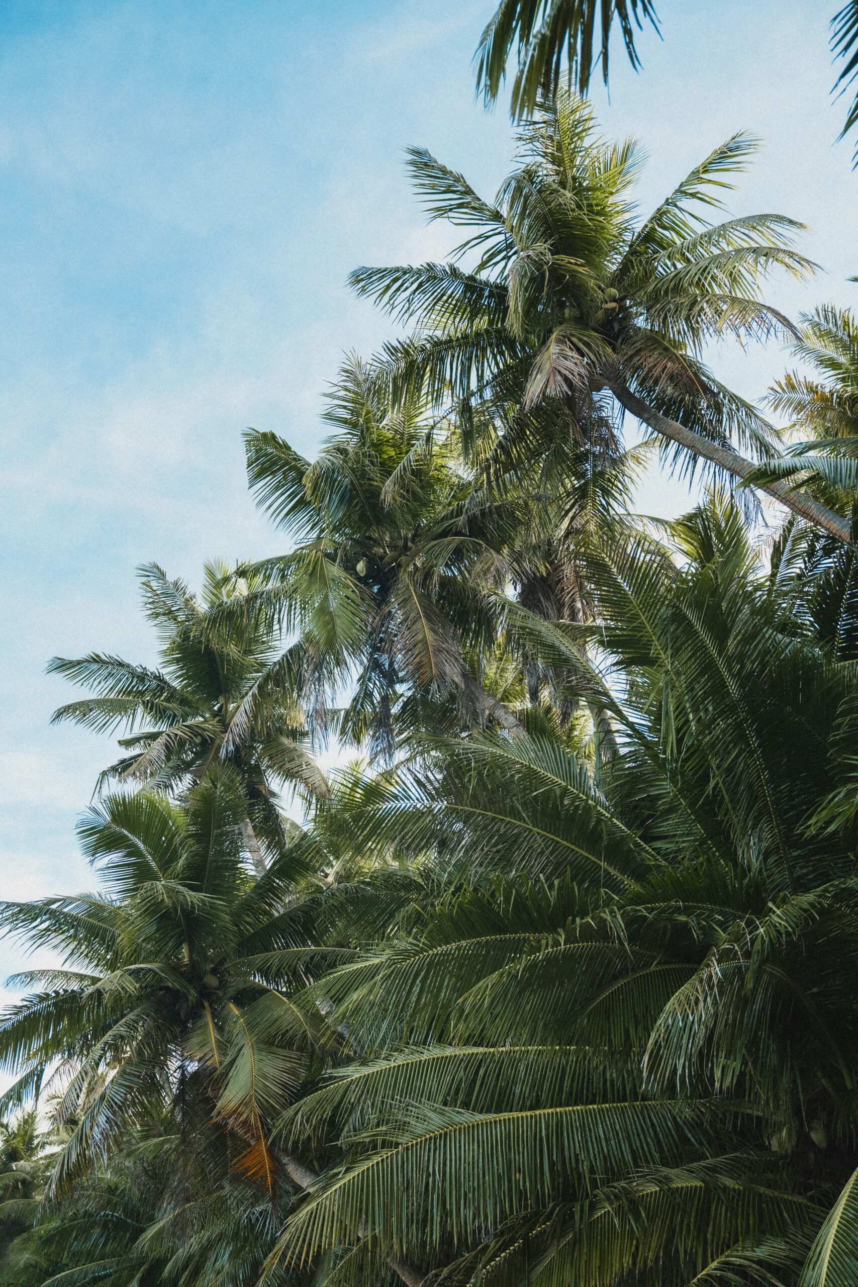 Palm Trees on Guam