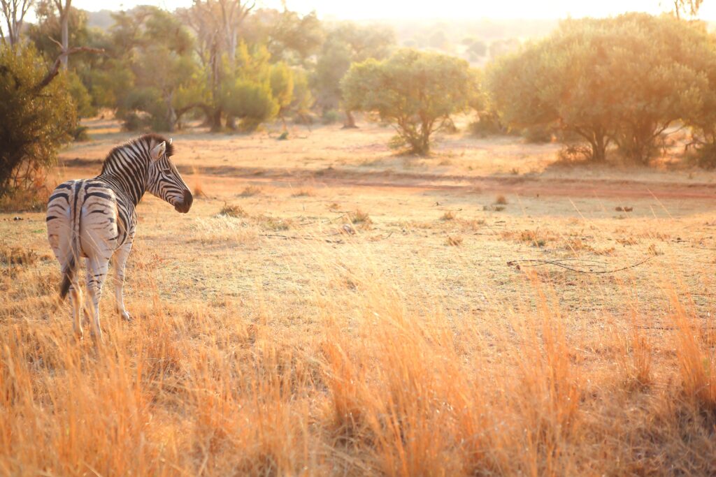Zebra standing in the African Plains with the sun shining