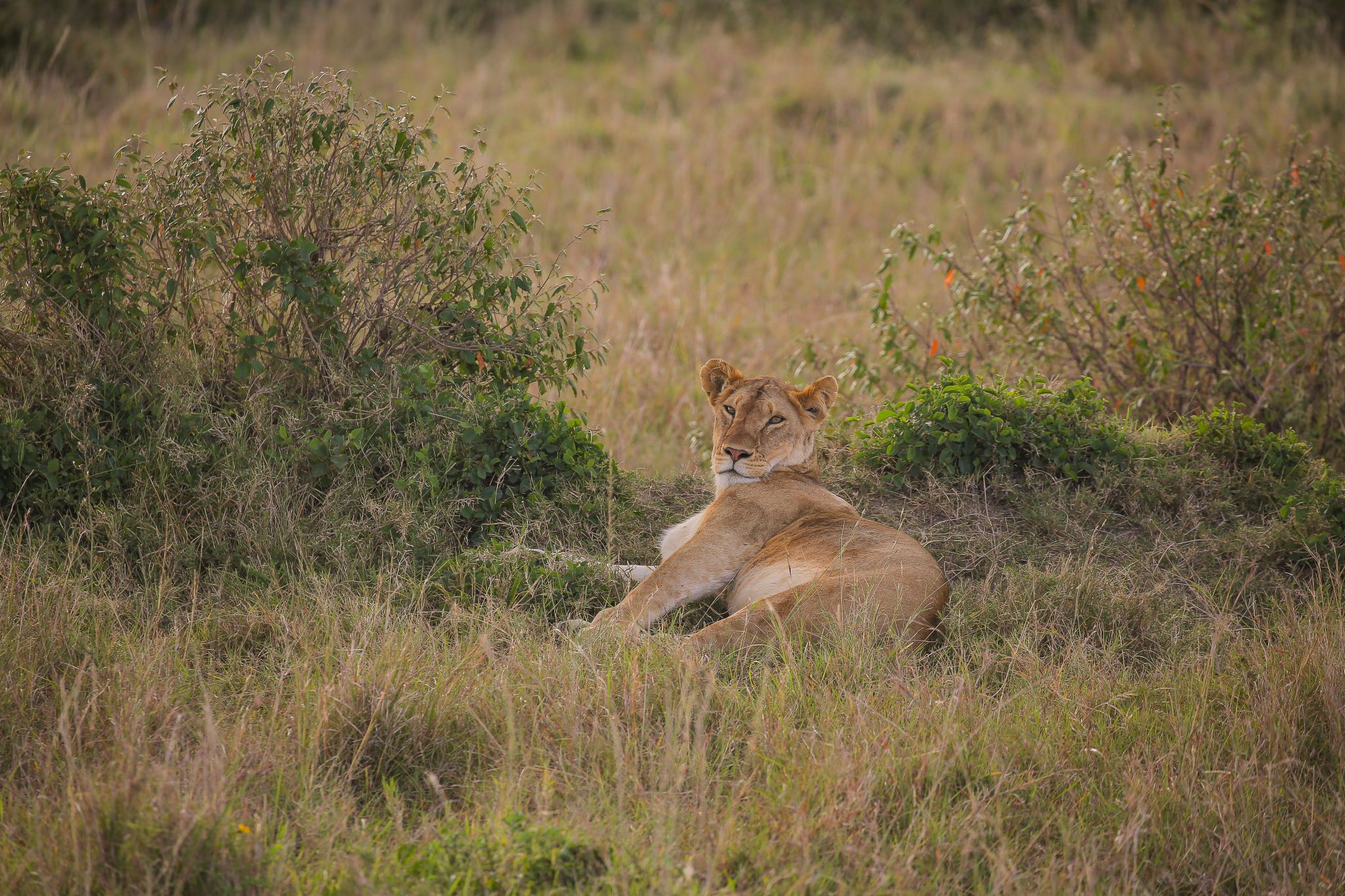 pexels-twilightkenya-14183329